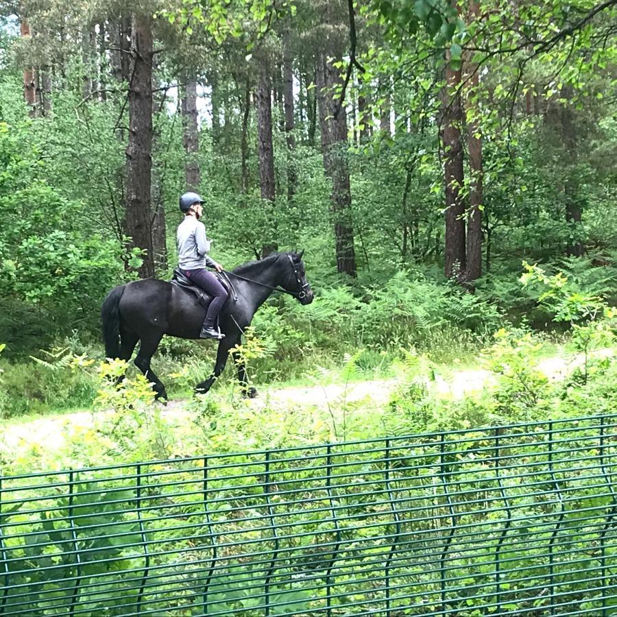 Forest View At Oakdene Forest Park - Leisure Passes Included! Рингвуд Екстер'єр фото