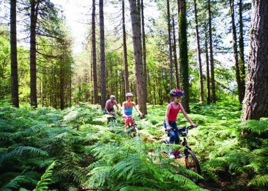 Forest View At Oakdene Forest Park - Leisure Passes Included! Рингвуд Екстер'єр фото